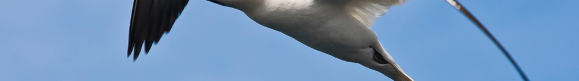 Gannet
